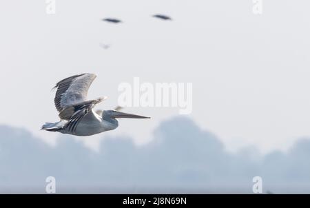 Dalmatinischer Pelikan (Pelecanus crispus), der am Himmel fliegt. Stockfoto