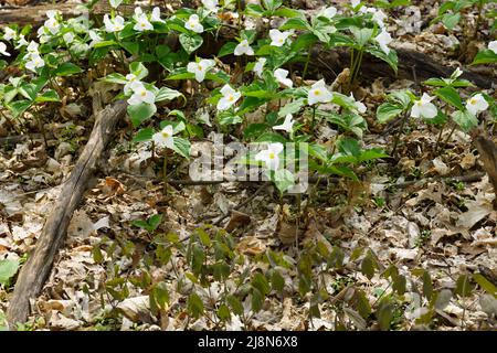 Wild Great White Trillium und Early Meadow Rue auf Waldboden mit toten Blättern im Frühjahr Stockfoto