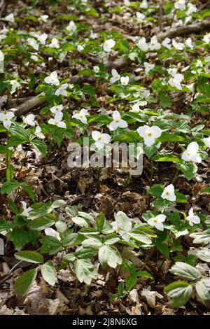 Wildblühende große weiße Trillium und Blätter der frühen Wiese Rue im Frühjahr auf Waldboden mit toten Blättern Stockfoto