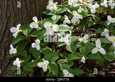 Stand von wilden weißen Trillium Frühlingsblumen auf dem Waldboden mit großem Baumstamm Stockfoto