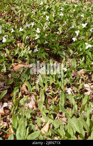 Wildblühende große weiße Trillium und Blätter der Gelben Forellenlilie im Frühjahr auf Waldboden mit toten Blättern Stockfoto