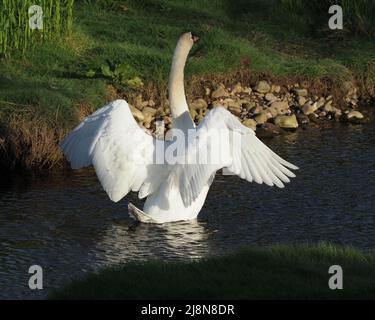 Ein schwänzerer Schwan, Cygnus olor, der seine Flügel in der Abendsonne am Ufer ausstreckt. Seine weißen Federn kontrastieren mit dem Fluss. Stockfoto