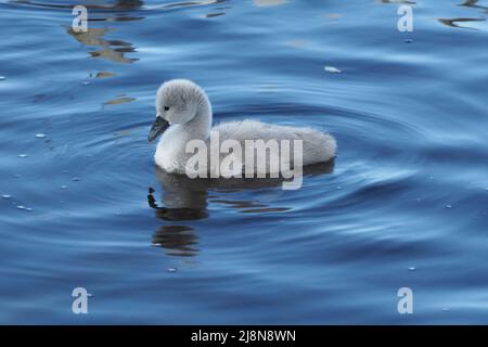 Ein einzelnes, zwei Wochen altes Cygnus olor cygnet. Die graue, flauschige Daunen, kontrastierend zum dunkelblauen, gewellten Wasser an einem hellen, sonnigen Tag. Stockfoto