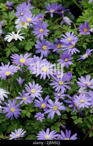 Anemone blanda wächst im Garten. Stockfoto