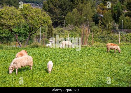 Schafe weiden auf dem grünen Feld gegen Zaun und Bäume im Wald Stockfoto