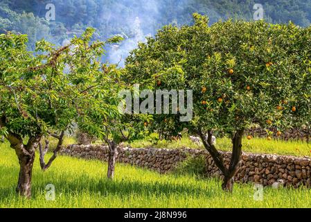 Orangenbäume wachsen auf Grasfeld im Obstgarten gegen Wald Stockfoto