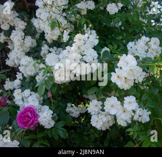 Weiße und eine rosafarbene Rosen, schöne Blumenköpfe am Busch im Garten Stockfoto