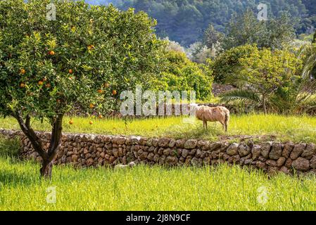 Schafe grasen von Orangenbäumen wachsen auf grasbewachsenen Feld in Obstgarten gegen Wald Stockfoto