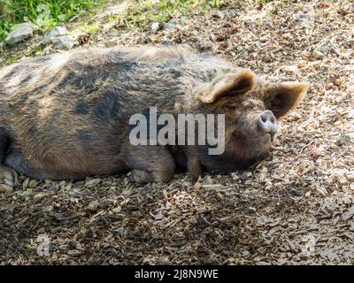 Kunekune Schwein in der Sonne entspannen. Stockfoto