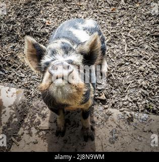 Niedliche Kunekune Ferkel Gesicht Kamera. Stockfoto