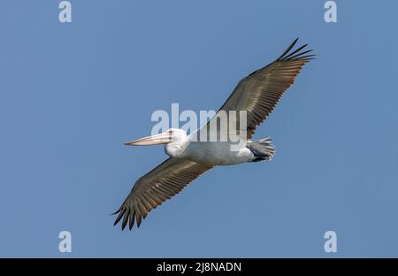 Dalmatinischer Pelikan (Pelecanus crispus), der am Himmel fliegt. Stockfoto