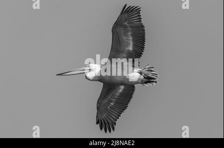 Dalmatinischer Pelikan (Pelecanus crispus), der am Himmel fliegt. Stockfoto