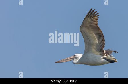 Dalmatinischer Pelikan (Pelecanus crispus), der am Himmel fliegt. Stockfoto