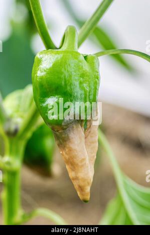 Krankheiten Des Pfeffers. Eine Nahaufnahme von reifen roten Paprikafrüchten, die durch Fäule beschädigt wurden, Symptom einer Milzbrandkrankheit. Stockfoto