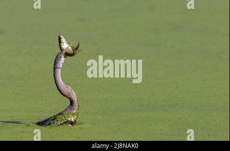 Orientalischer Darter oder indischer Schlangenvögel (Anhinga melanogaster) fangen Fische am Wasser Körper. Stockfoto