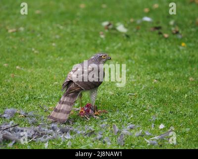 Sparrowhawk auf einem Kill in meinem Garten, wo er die Beute zupfte und viel davon verzehrte, bevor er mit den Überresten abflog. Stockfoto