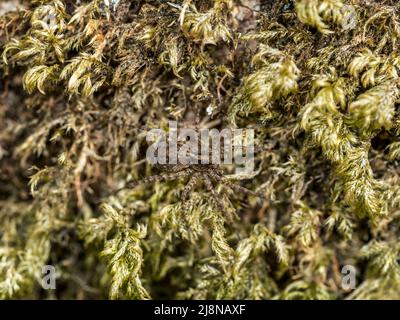 Tarnung der Spinne, Pardosa sp arachnid auf Moos. VEREINIGTES KÖNIGREICH. Stockfoto