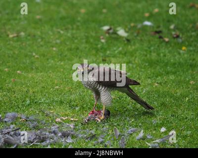 Sparrowhawk auf einem Kill in meinem Garten, wo er die Beute zupfte und viel davon verzehrte, bevor er mit den Überresten abflog. Stockfoto