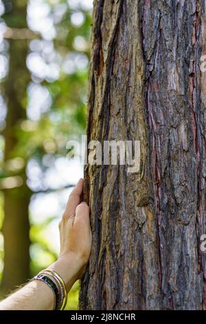 Die Hand einer Frau berührt sanft die Rinde eines alten Baumes. Stockfoto