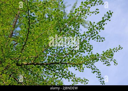 Die jungen Blätter aus der Ginkgobaum, Ginkgo biloba Stockfoto