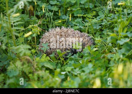 Ein europäischer Igel, der in der Ecke eines Gartens schläft. Spanien. Stockfoto