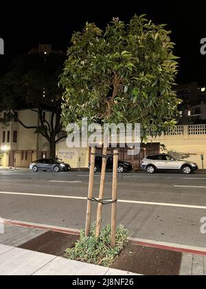 Usa. 02.. Mai 2022. Stadtbaum bei Nacht auf der Franklin Street in San Francisco, Kalifornien, 2. Mai 2022. (Foto: Smith Collection/Gado/Sipa USA) Quelle: SIPA USA/Alamy Live News Stockfoto