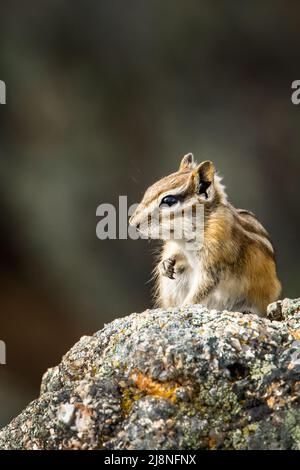 Niedlicher Chipmunk posiert auf einem Felsen
