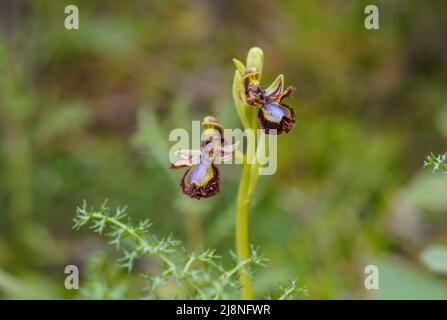 Spiegelorchidee, Ophrys speculum, blühend im Frühling, Andalusien, Südspanien. Stockfoto