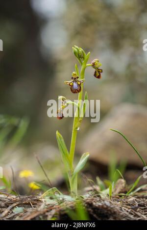 Spiegelorchidee, Ophrys speculum, blühend im Frühling, Andalusien, Südspanien. Stockfoto