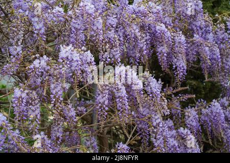 Blauregen Blüte im Frühjahr Stockfoto