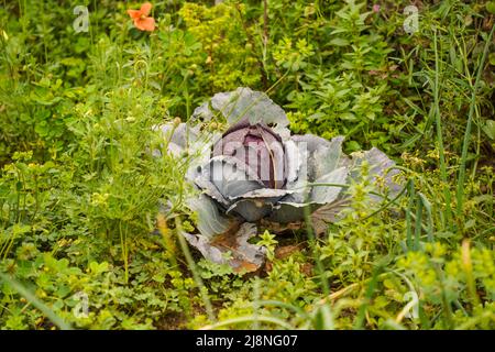 Rotkohl wächst im Gemüsegarten mit Unkraut herum. Stockfoto