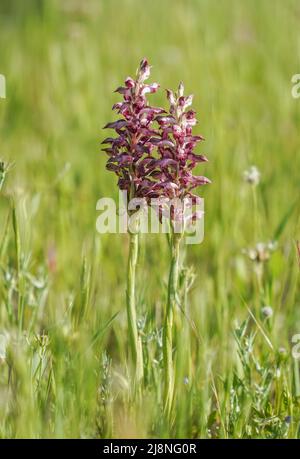 Anacamptis coriophora, bug Orchid, Orchis coriophora ssp Fragans, Andalusien, Spanien. Stockfoto