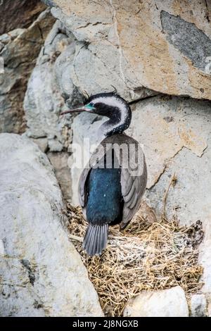 Gefleckter Shag (Stictocarbo punctatus) beim Nest stehend, Credit:Robin Bush / Avalon Stockfoto