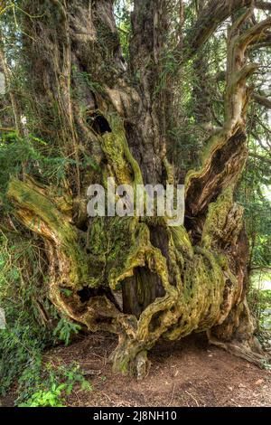 Ancient Yew Tree ( Taxus baccata ) St Aeddan's Church, Bettws Newydd, Monmouth, Wales, Credit:Robin Bush / Avalon Stockfoto