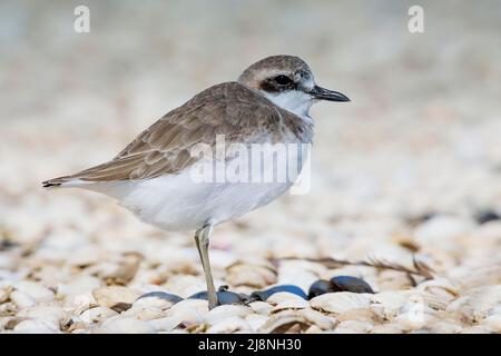 Great Sand Plover ( Charadrius leschenaultii ) Seltener Landstreifer an die neuseeländischen Küsten, jedes Jahr werden einige Individuen aufgezeichnet, Quelle:ROBIN BUSH / Avalo Stockfoto