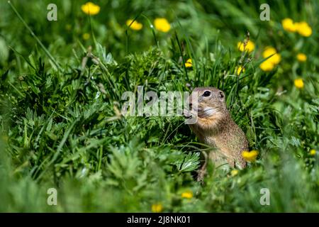 Europäisches Ziesel, europäisches Souslik, Spermophilus citellus. Nationalpark Muran-Plateau, Slowakei. Stockfoto