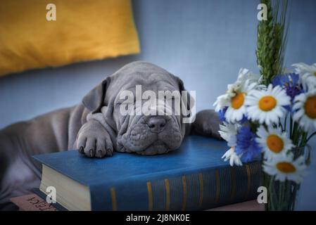 Thai Ridgeback Welpe schläft auf Büchern neben Blumen Stockfoto