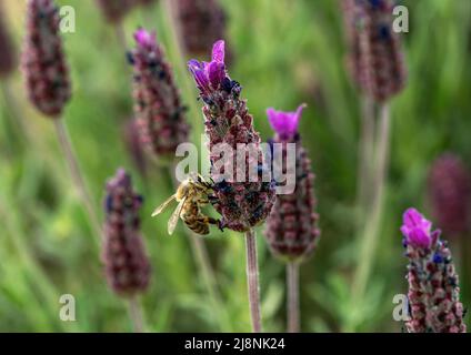 Makrofoto von Honigbiene, die Pollen auf dem überdeckten oder spanischen Lavendel sammelt. Konzept des ökologischen Gleichgewichts und der Landwirtschaft. Stockfoto