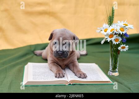 Niedlicher thai ridgeback Welpe liegt auf einem Buch Stockfoto