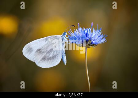 Weißer Schmetterling auf einer blauen Kornblume Stockfoto