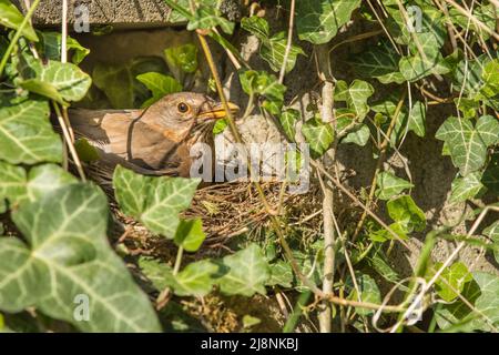 Das Amsel-Weibchen (Turdus merula) sitzt auf den Eiern im Nest. Tschechische Republik. Europa. Die Amsel ist ein Vogel, der in ganz Europa lebt. Stockfoto