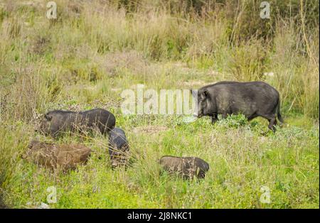 Wildschweinhybriden, Schwein-Hybriden, die in der Nähe einer Urbanisation in Spanien herumwandern. Stockfoto