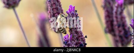 Makrofoto von Honigbiene, die Pollen auf dem überdeckten oder spanischen Lavendel sammelt. Konzept des ökologischen Gleichgewichts und der Landwirtschaft. Stockfoto
