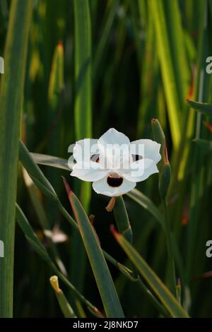 Dietes bicolor verschieden bekannt als afrikanische Iris oder vierzehn Tage Lilie Pale gelbe Blume gegen grünes Laub. Stockfoto