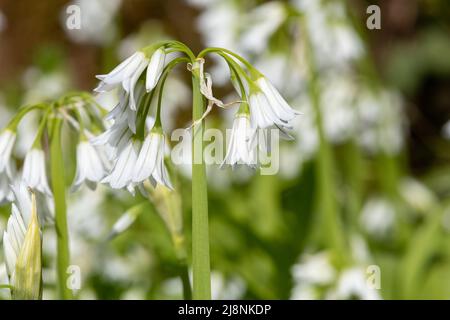 Nahaufnahme von drei blühenden Porree-Blüten (Allium triquetrum) Stockfoto