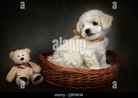 Bichon Frise Welpen in einem Korb Stockfoto