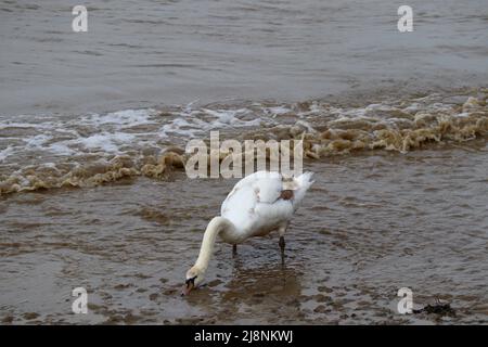 Die Schwäne sind entkommen Stockfoto