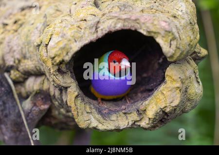 Gouldianfink (Chloebia gouldiae) Männchen im künstlichen Nest, Spanien Stockfoto