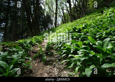 Waldlichtung mit wenig Weg durch das Feld der Ramsons (Bärlauch) reifen und nahe an der Blüte. Stockfoto