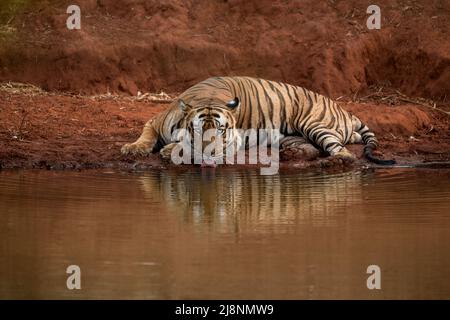 Tiger trinkt Wasser aus einem Wasserloch, während er sich im Bandhavgarh National Park, Madhya Pradesh, Indien, legt Stockfoto